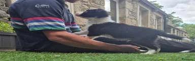 Border Collie 2