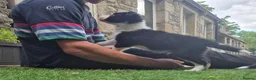 Border Collie dogs for sale: PURE-BRED BORDER COLLIE PUPS  - Advert 14