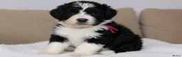 Australian Shepherd dogs for sale: Aussiedoodle puppies F1 health tested parents  - Advert 3