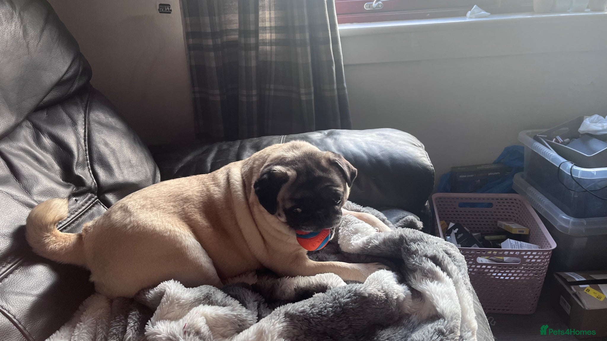 Pug dogs Beautiful KC registered pug puppies - Advert 5
