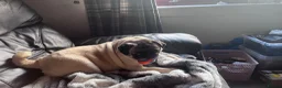 Pug dogs for sale: Beautiful KC registered pug puppies - Advert 1