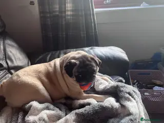 Pug dogs Beautiful KC registered pug puppies - Advert 1
