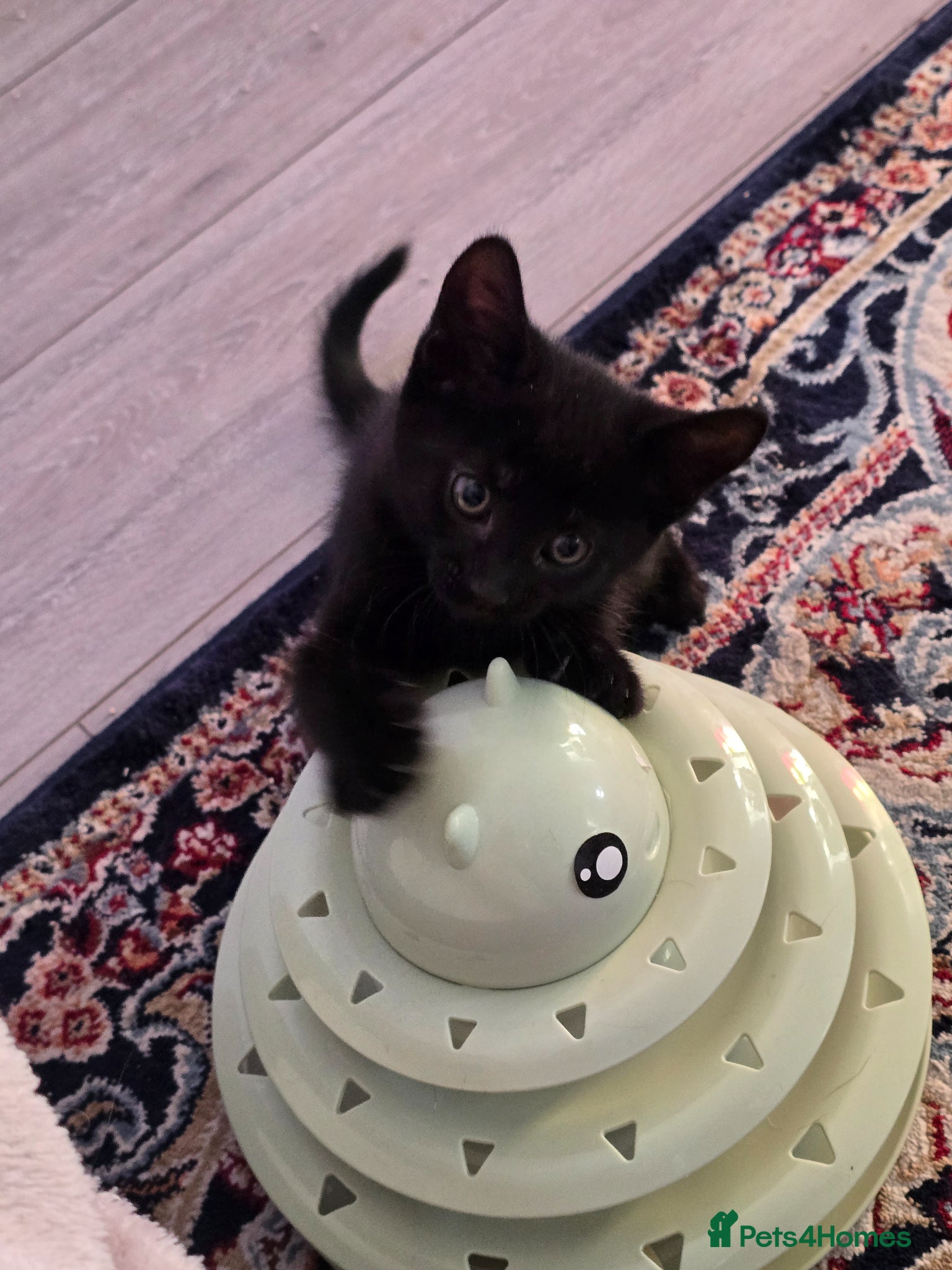 Mixed Breed cats Vaccinated microchipped Kittens🐾ready-2 boys left - Advert 11