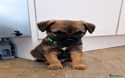 Border Terrier dogs for sale: DNA Health Tested Border Terrier pups (Boys) - Image 13