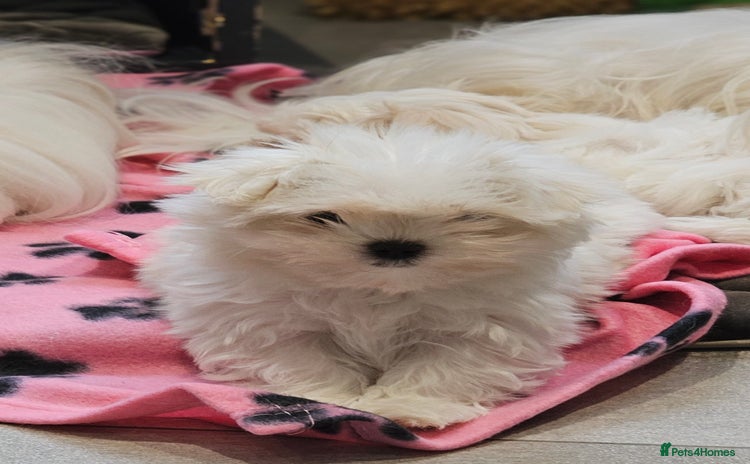 Maltese dogs - Advert 15