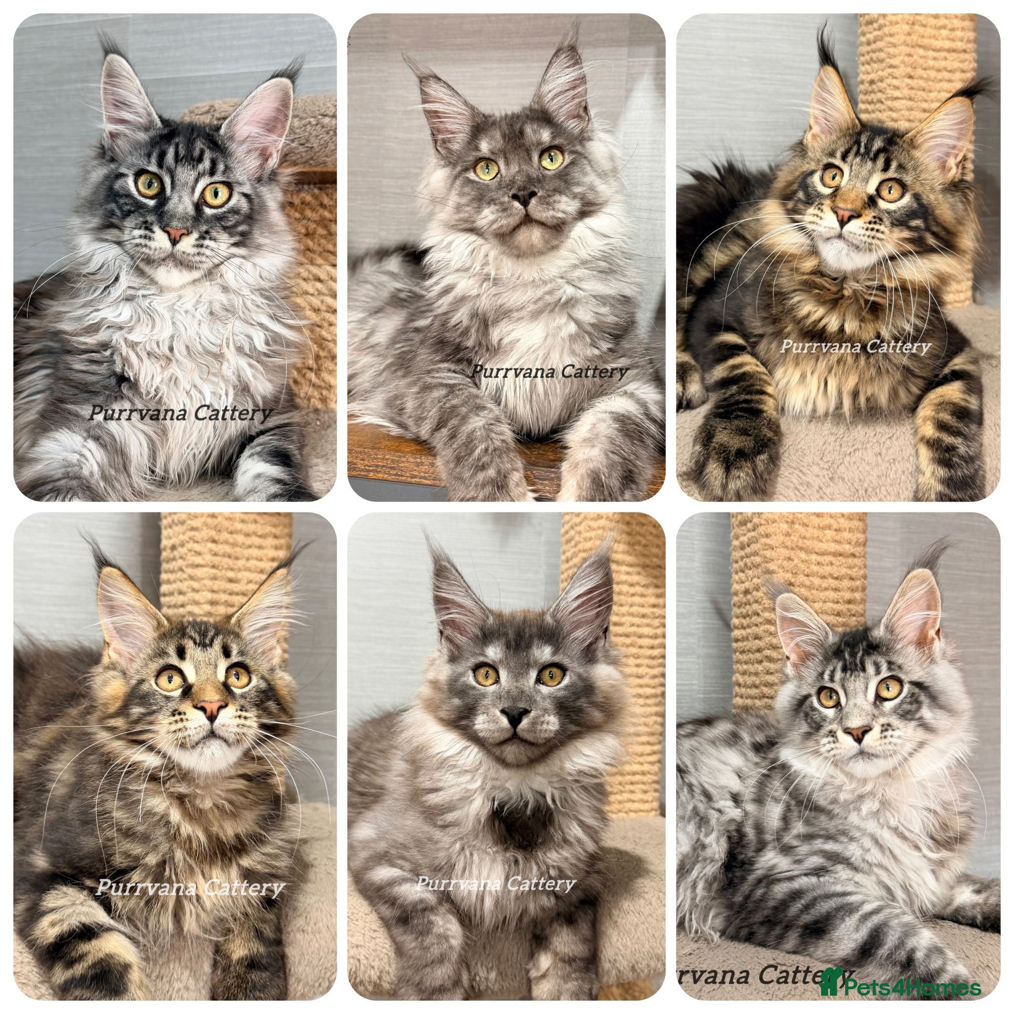 Maine Coon cats TICA registered Maine coon kittens READY NOW - Advert 1