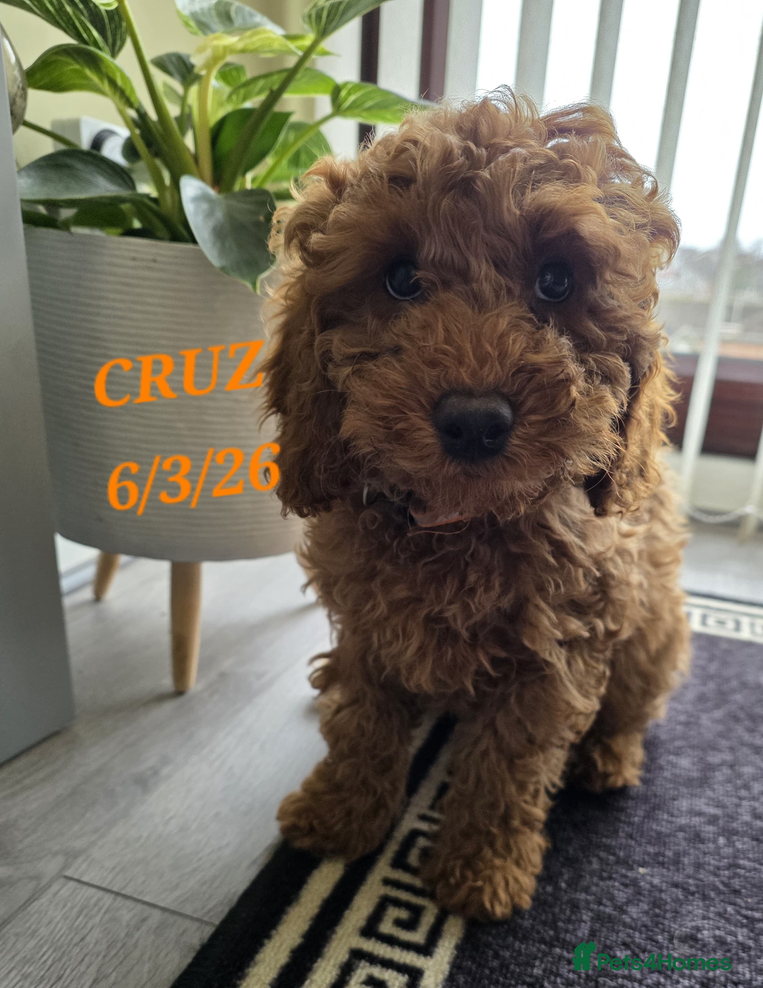 Cavapoo dogs Cavapoos Fb1.  READY TO LEAVE NOW ***** - Advert 10