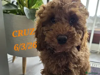 Cavapoo dogs Cavapoos Fb1. READY TO LEAVE NOW ***** - Advert 10