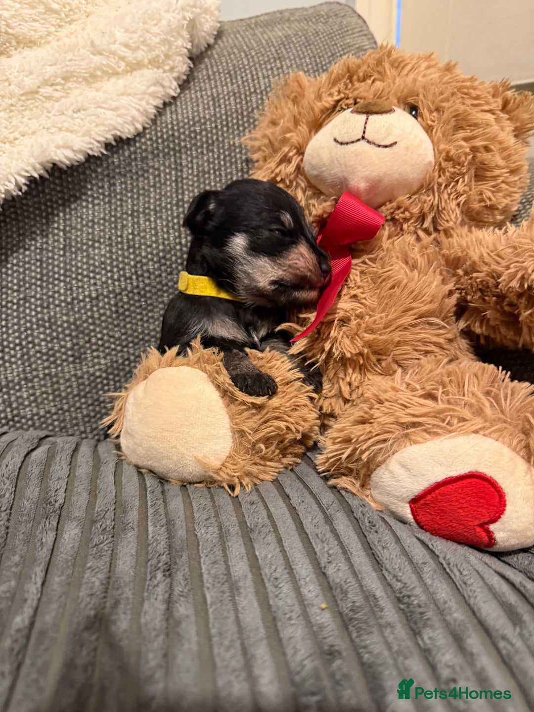 Mixed Breed dogs for sale: Reduced  last boy ! Miniature schnauzer/schnoodle  in Hull - Image 12