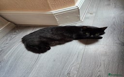 British Shorthair cats for sale: Male cat - Image 2