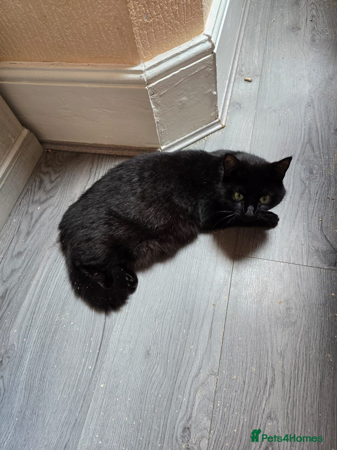 British Shorthair cats for sale: Male cat - Image 2