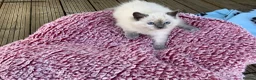Ragdoll cats for sale: 5 ABSOLUTELY SYUNNING RAGDOLLS  - Advert 3