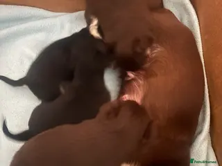 Chihuahua dogs Beautiful Chihuahua litter - Advert 1