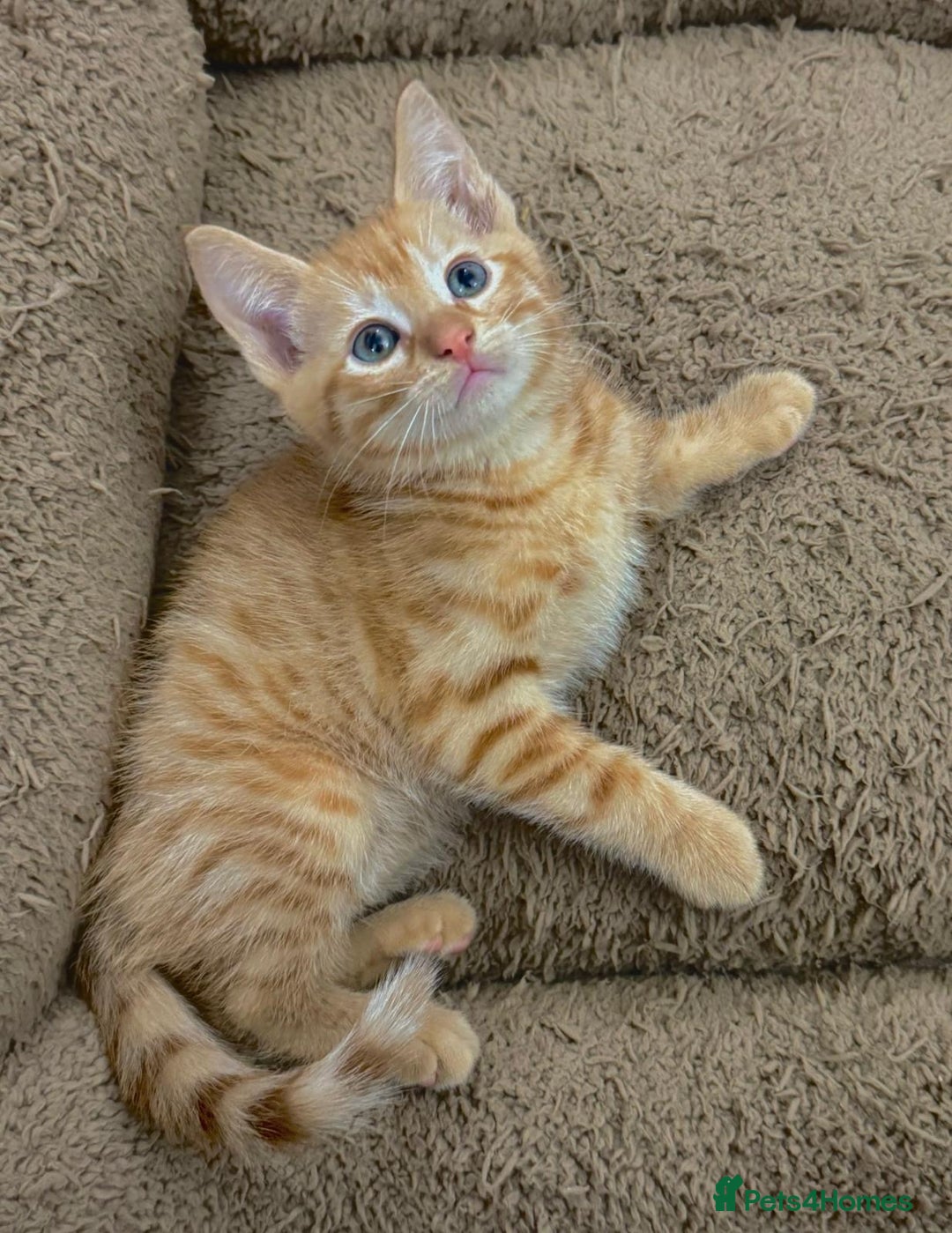 Mixed Breed cats for sale: LOVELY KITTENS  - Advert 14