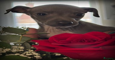 Italian Greyhound dogs - Advert 2