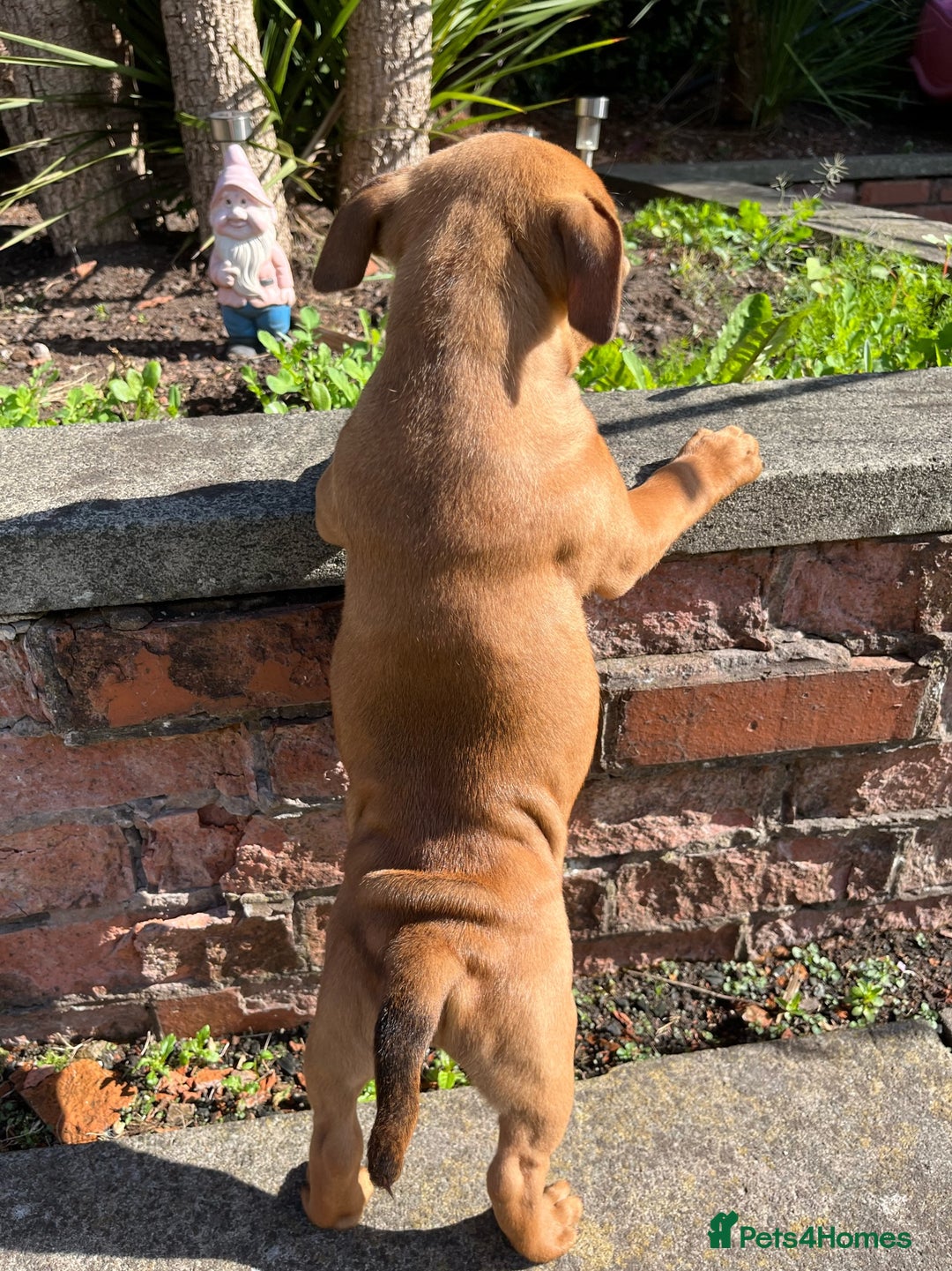 Staffordshire Bull Terrier dogs for stud: 🐕Stud Dog Available Red Staffordshire BullTerrier - Advert 7