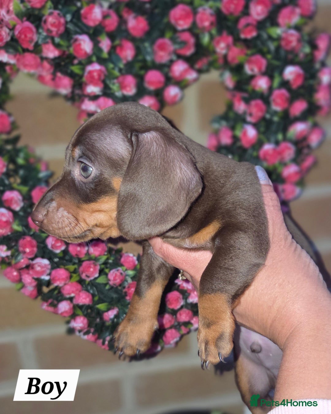 Miniature Dachshund dogs for sale: Kc registered quality mini dachshund puppies - Image 26