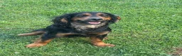 Cocker Spaniel dogs for stud: Kc registered Working Cocker stud dog - Advert 4