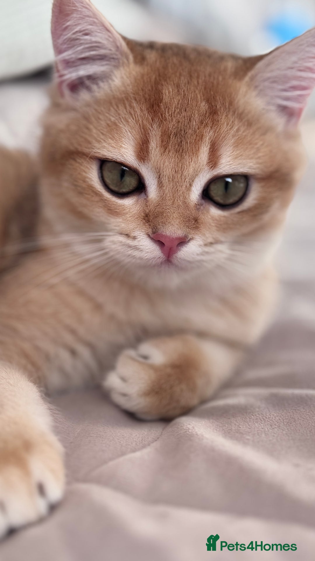 British Shorthair cats for sale: GCCF BSH ONE BOY READY TO GO GOLDEN BLACK TIPPED  - Advert 4