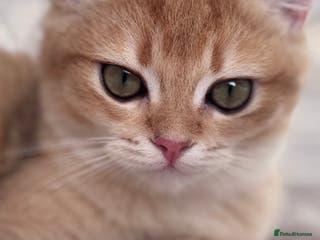 British Shorthair cats GCCF BSH ONE BOY READY TO GO GOLDEN BLACK TIPPED - Advert 13