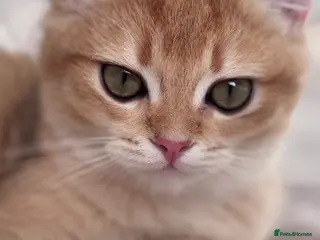 British Shorthair cats GCCF BSH sold out - Advert 3