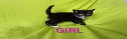 Mixed Breed cats for sale: Adorable kittens  - Advert 3