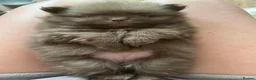 Pomeranian dogs for sale: Chocolate Pomeranian teddy bears 🤎🤎🤎🤎 - Advert 5