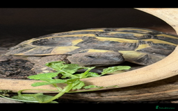 Tortoise reptiles for sale: 3yr old MALE Herman tortoise  - Image 3