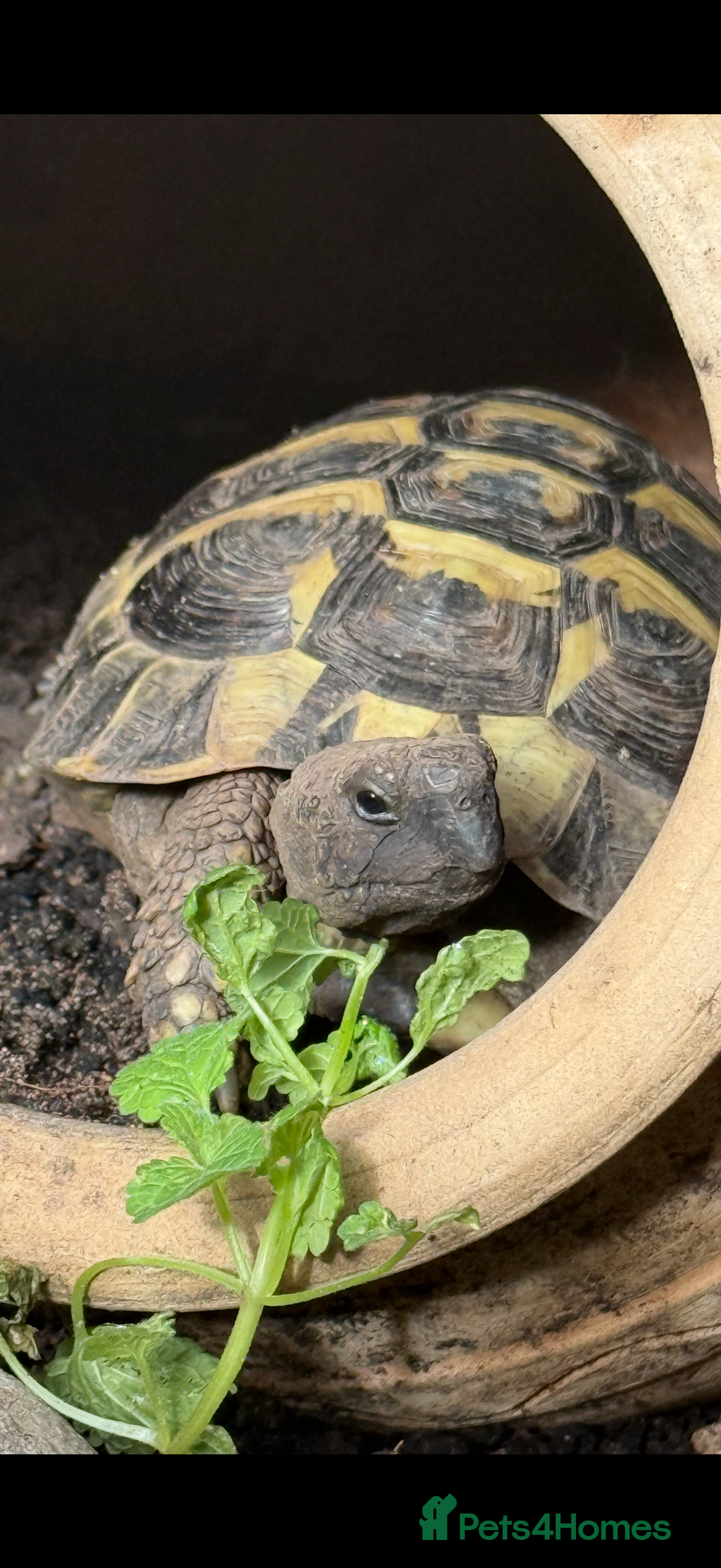 Tortoise reptiles for sale: 3yr old MALE Herman tortoise  - Image 3