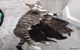 Mixed Breed cats for sale: Immediate collection Male kitten in Grove Park  - Image 7