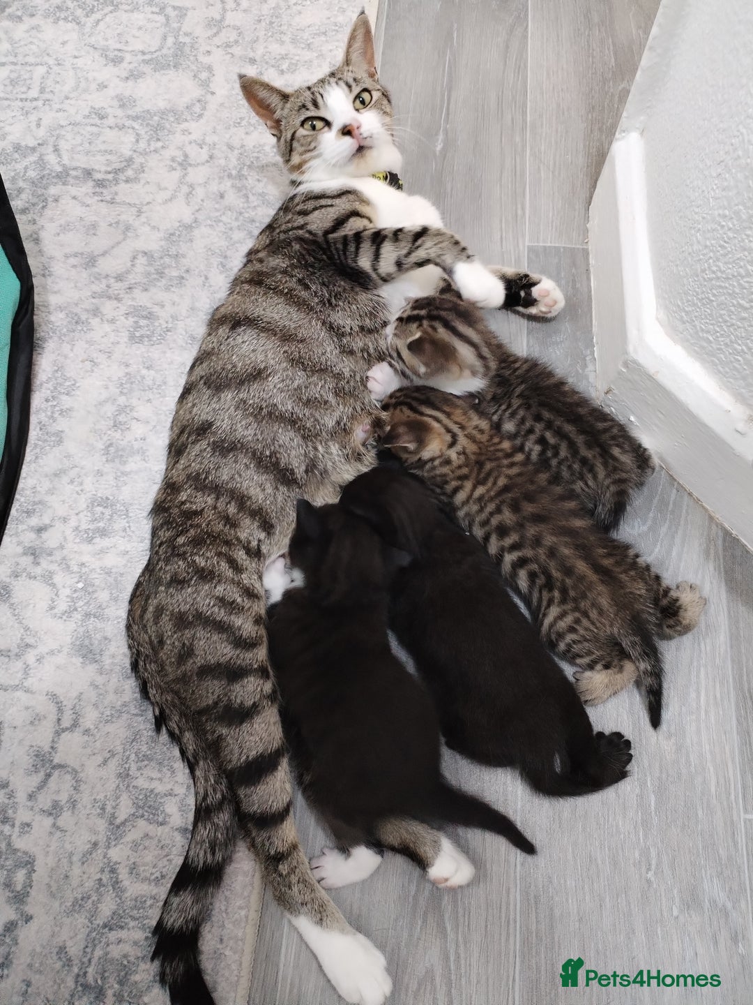 Mixed Breed cats for sale: Immediate collection Male kitten in Grove Park  - Image 7