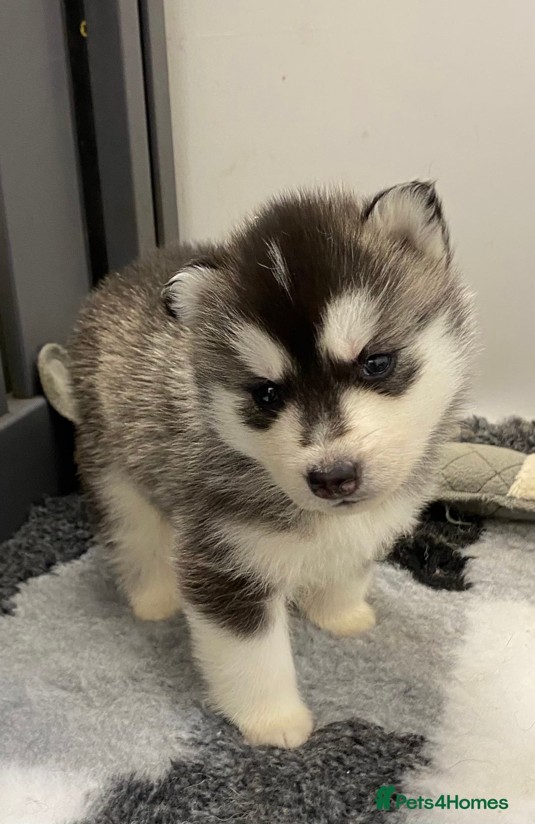 PREMIUM SIBERIAN HUSKY PUPPIES KC for sale in Nottingham Pets4Homes
