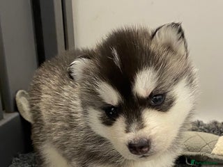 Siberian Husky dogs - Advert 1