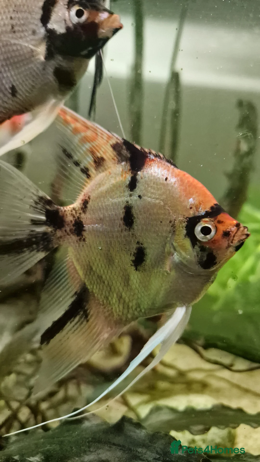 Angelfish fish for sale: Koi & Golden Marble Angelfish - Advert 15