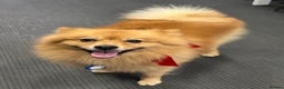 German Spitz dogs for stud: German Spitz Stud - Advert 1