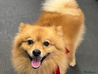 German Spitz dogs German Spitz Stud - Advert 2