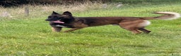 Belgian Shepherd Dog dogs for sale: Belgium Malinois male  - Advert 1