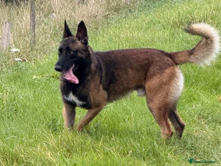 Belgian Shepherd Dog dogs - Advert 1