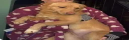 Mixed Breed dogs for adoption: Figgy - Advert 1