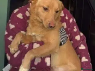 Mixed Breed dogs Figgy - Advert 4