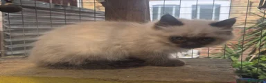 Ragdoll Kitten 3