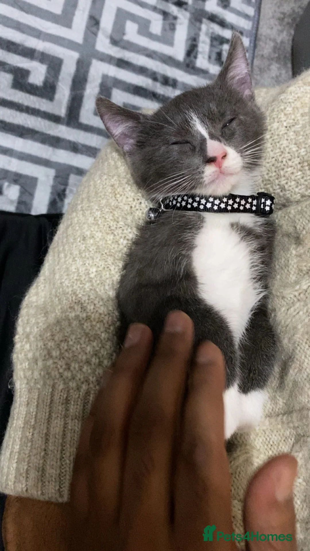 Mixed Breed cats for sale: Russian blue kitten  - Advert 2