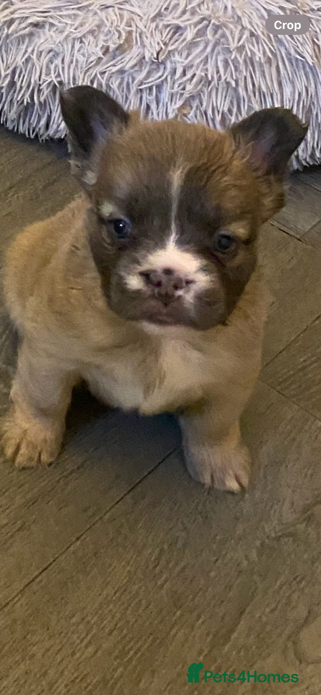 French Bulldog dogs for sale: Quality health tested/KC fluffy French bulldogs - Image 16