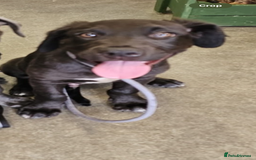 Mixed Breed dogs for sale: Name is tux - Image 3