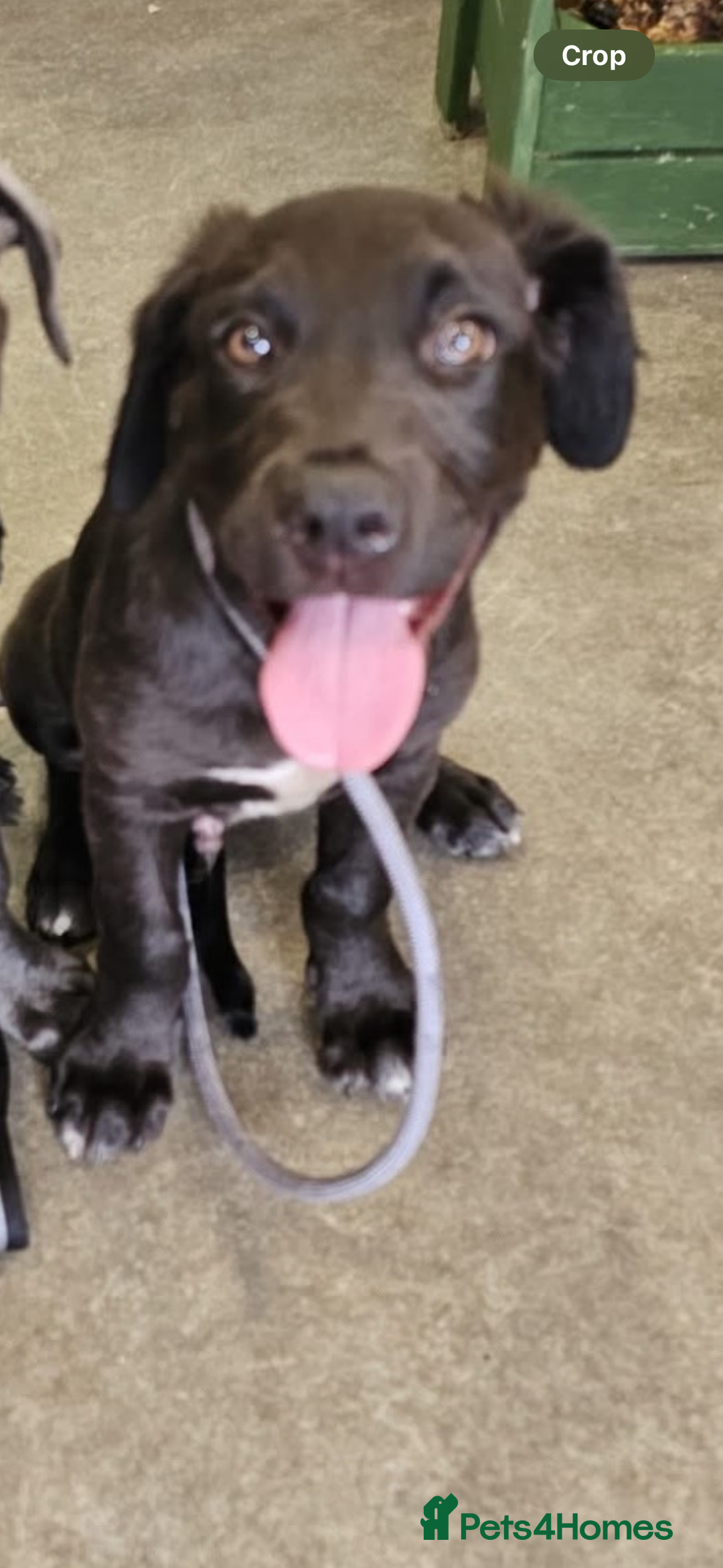 Mixed Breed dogs for sale: Name is tux - Image 3