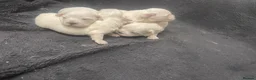Maltese dogs for sale: 4 Maltese Puppies - Advert 5