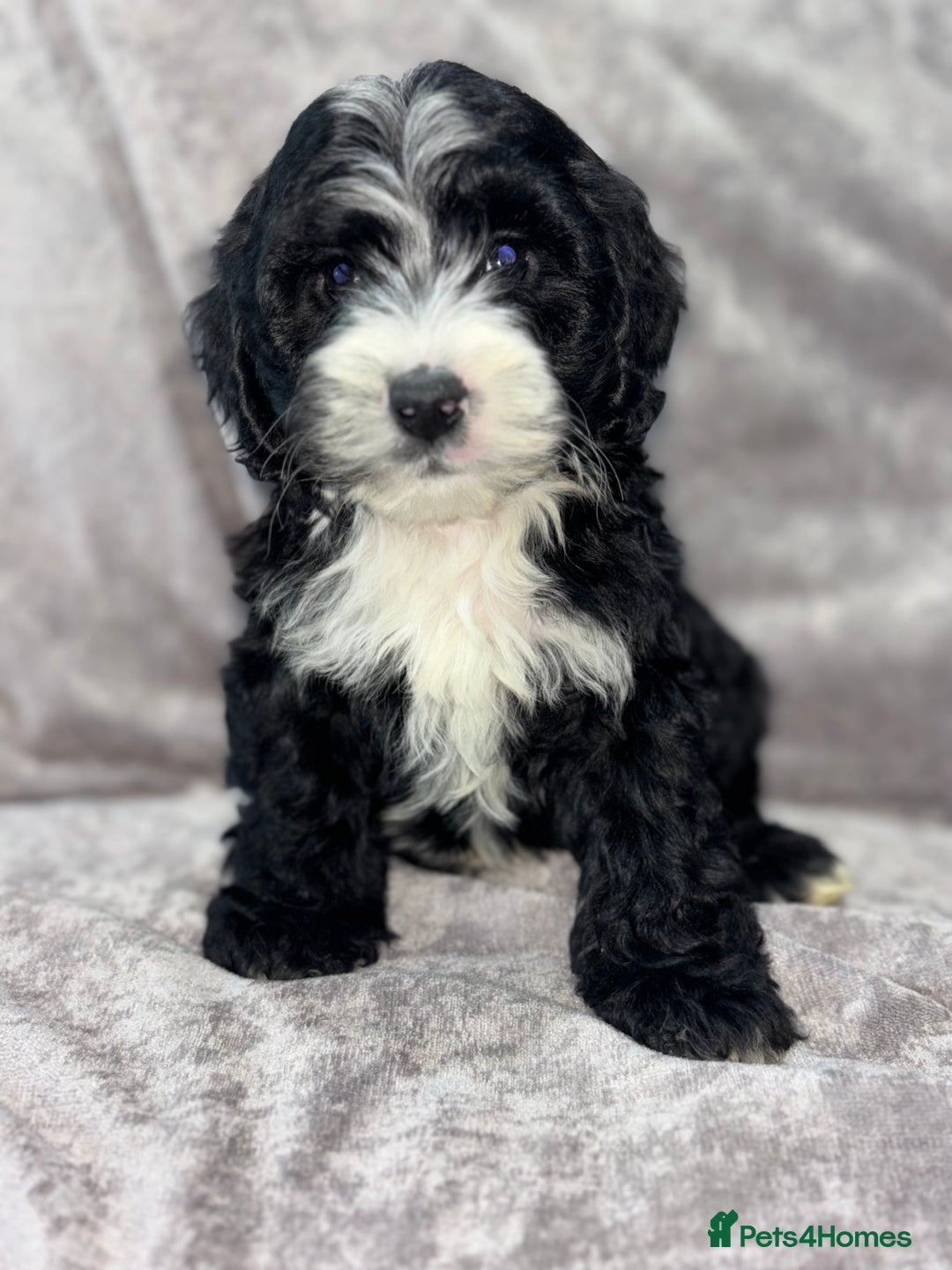 Cockapoo dogs for sale: Gorgeous Cockapoo Puppies  - Advert 13