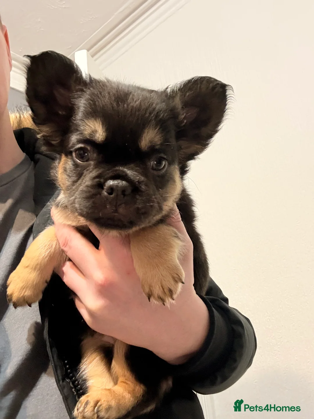French Bulldog dogs for sale: Reduced 1 Female visual fluffy - Ready now - Advert 19