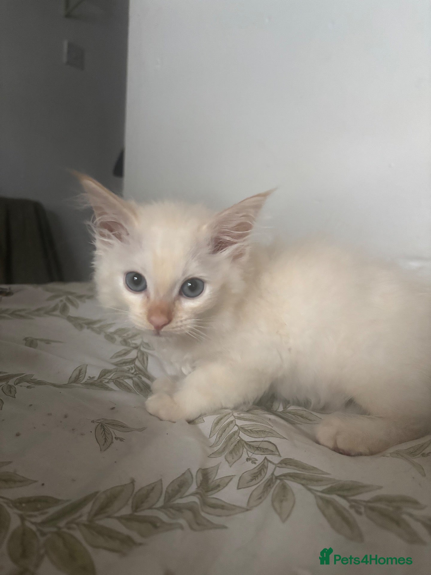 Mixed Breed cats Kittens for sale  - Advert 17