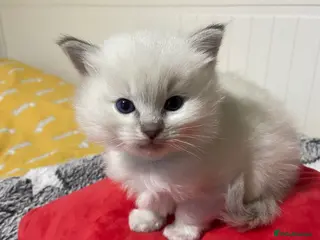 Ragdoll cats Lilac point Ragdoll kittens 1 Reserved - Advert 4